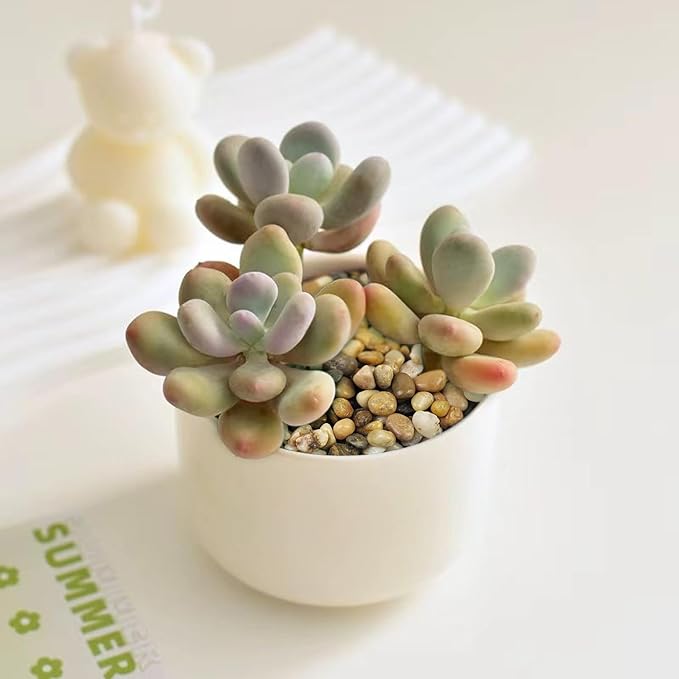 FANTIAN Poilished Fish Tank Gravel, 3/8 Inch Pebbles for Indoor Plants, Decorative Stones River Rocks for Succulent Soil Cover, Cactus, Aquarium, Vase Filler and Outdoor Garden Landscaping