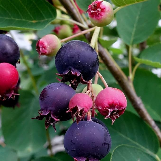 Serviceberry Trees Live Plants, Edible Blueberry Fruits, Service Berry Bush, 12"-18