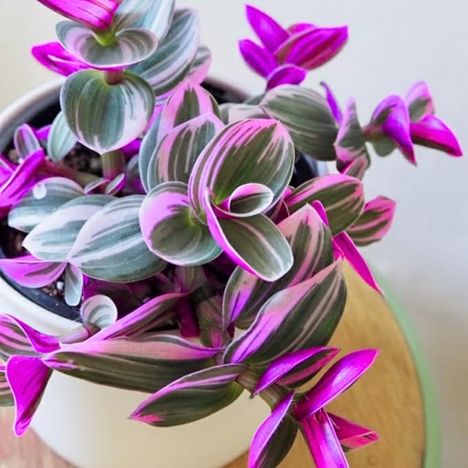 Pink Wandering Jew Live Plant in 2'' Pot, Tradescantia Nanouk Pink Wandering Jew Plants, Jew Plant Live, Live House Plants Indoor Plants, Succulent Plant, Vibrant Variegated Houseplant