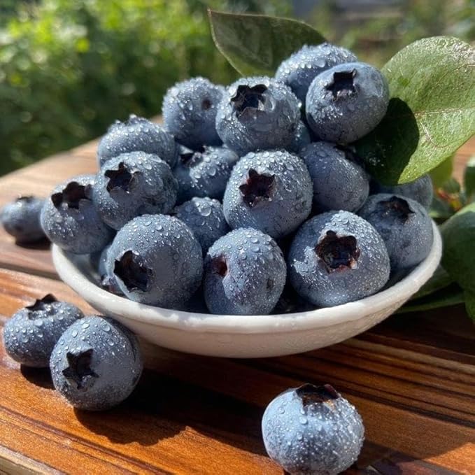 1000+pcs Mixed Berry Seeds Kit for Planting (Grapes, Strawberries, Blueberries, Raspberries Seed Pack), Non-GMO Perennial Fruits Seeds, Home Garden Plants for Outdoors