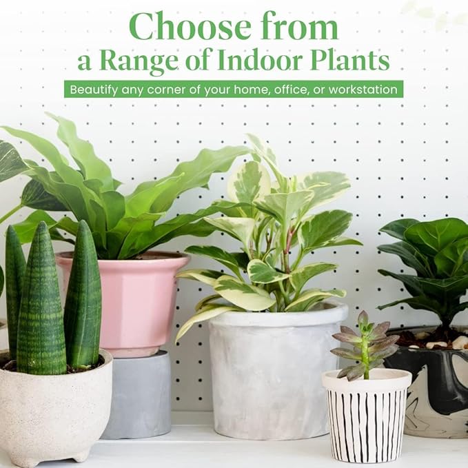 American Plant Exchange Live Calathea Makoyana – 6-Inch with Pot Cover – Pet-Friendly Tropical Houseplant with Patterned Leaves for Low Light Homes, Offices & Indoor Plant Décor