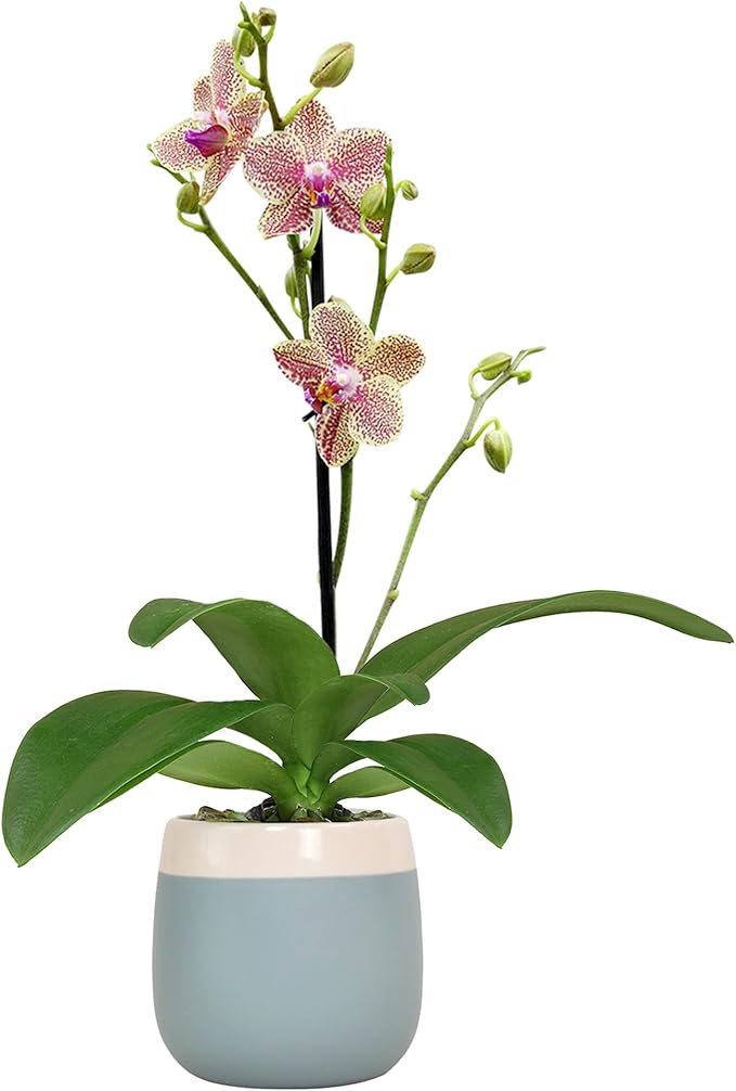 Premium Spotted Live Orchid Plant Blooming in 3.5" Blue & White Orchid Pot, Live Plants, Houseplant Gifts, Approx. 16" Tall, Pet Friendly Houseplants, Phalaenopsis Moth Flower by Plants for Pets