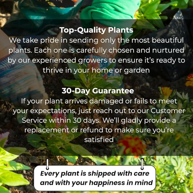 Gold Child English Ivy Live Plants in 4” Inch Pot | Hardy Gold Child English Ivy Indoor Plant for Fresh Home Greenery | Low-Maintenance English Ivy Houseplant Ideal for Home Décor