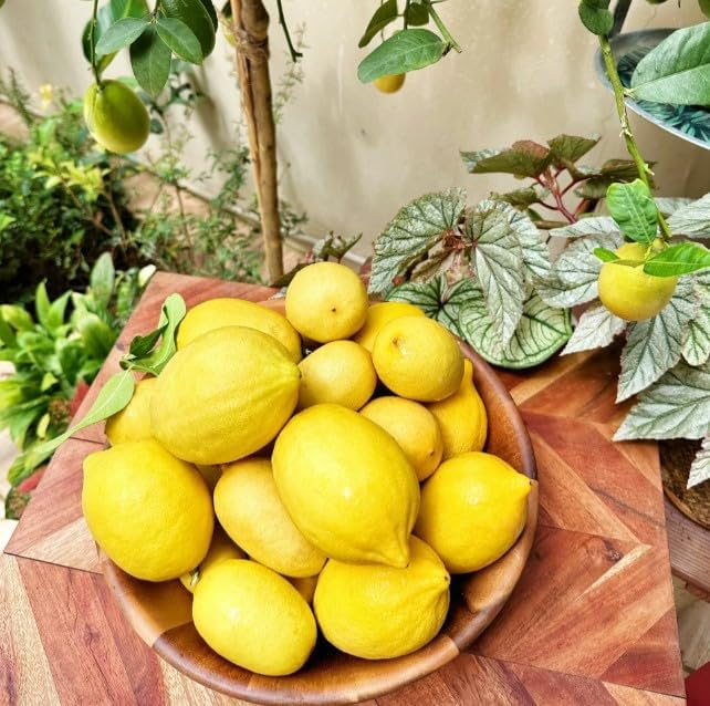 30pcs Perfume Lemon Seeds - Grow Your Own Bonsai or Full-Size Fruit-Bearing Tree - Non-GMO, Heirloom, Organic - Ideal for Zones 8-11