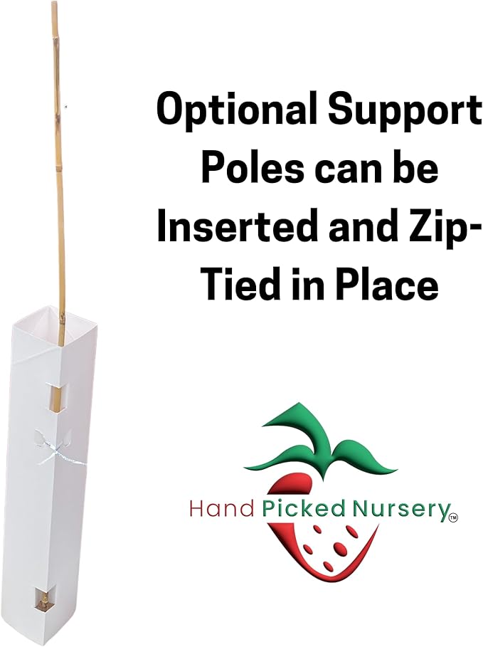 Heritage Raspberry Plants (5 Plants) - 5 Raspberry Supports Included! - Bare Root Plants from Hand Picked Nursery