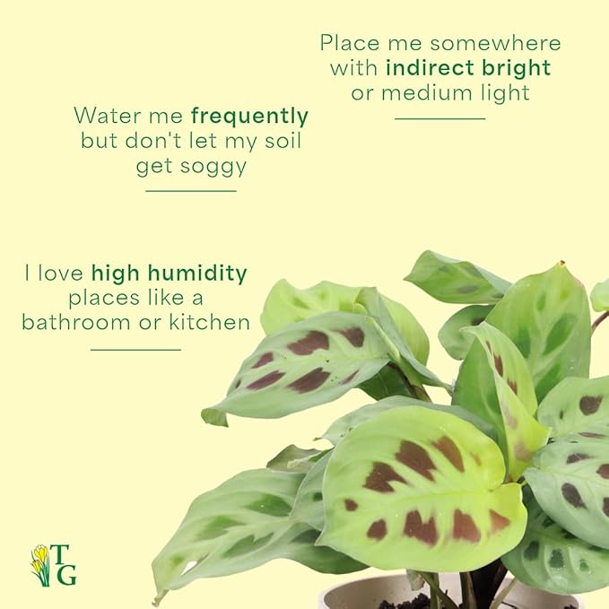 Thorsen's Greenhouse Green Prayer Plant, Live Indoor Plant, Pet Friendly, Uncommon Houseplant, Green Maranta, Easy to Grow, 4" Diameter Pot (Black - Hanging)