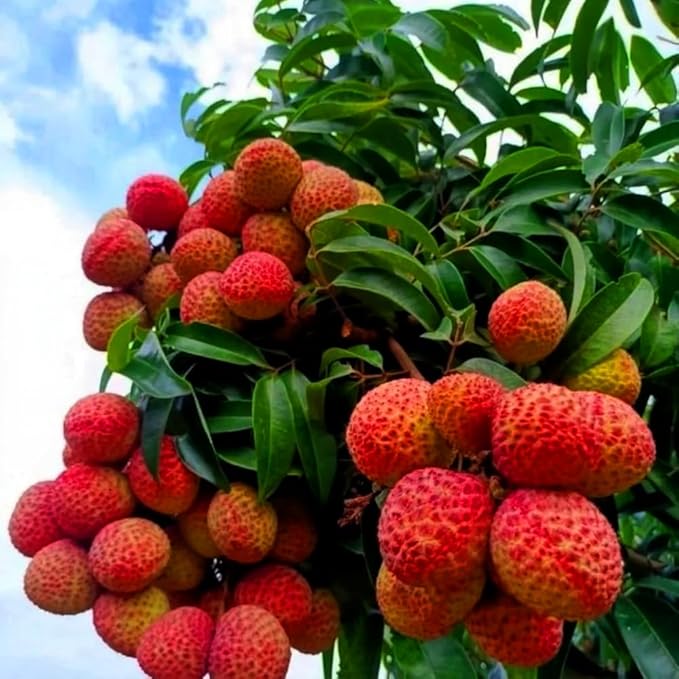 15+ Tropical Fruit Litchi Seed for Planting Outdoors-Fresh Organic Lychee Seed Non-GMO Heirloom for Home Outdoor Garden