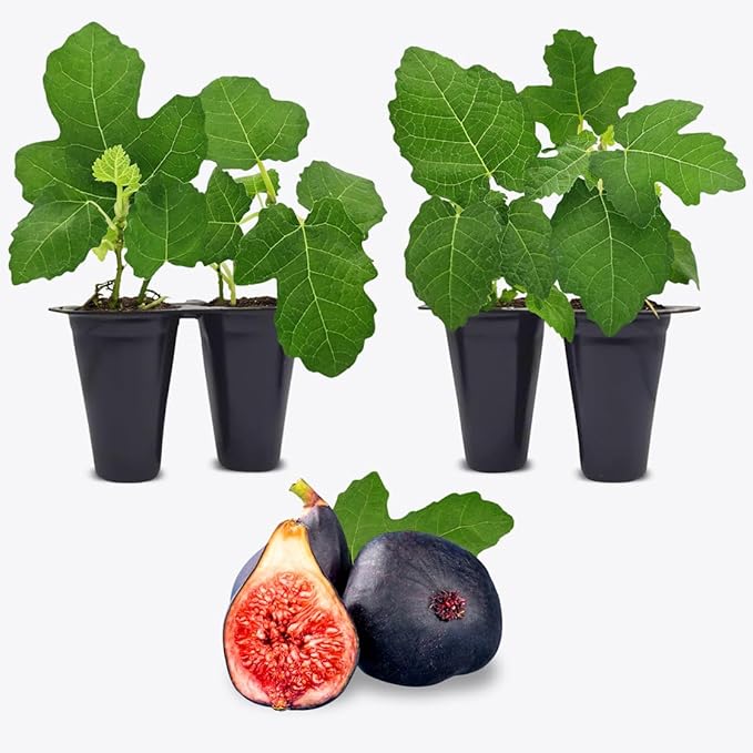 Black Mission Fig Plant (4 Pack) | Live Fruit Plant for Planting | Grow Your Own Sweet & Juicy Figs at Home | Easy to Grow & High-Yielding Tree | Perfect for Fresh Eating, Drying & Organic Gardening