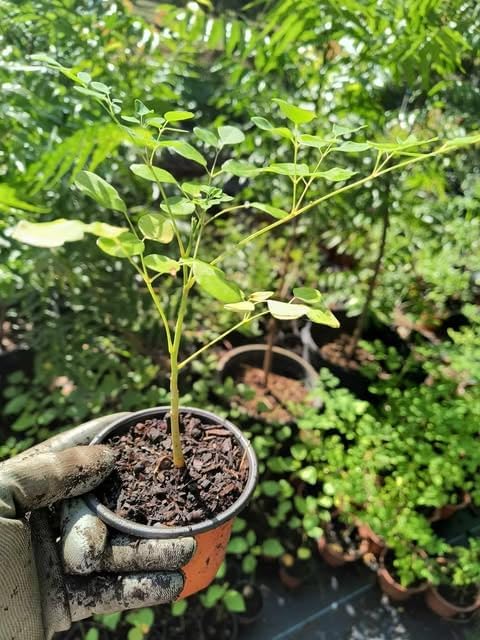 Moringa Plant Live, Moringa Oleifera Live Plant 4” Potted, Fast-Growing Tree for Indoor Outdoor Gardens