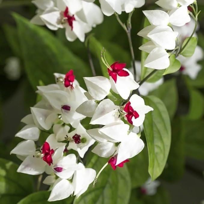 2 White Bleeding Heart Plants Live, Clerodendrum Perennial Shade Flower Plants, 4-6 Inch Tall Well-Rooted