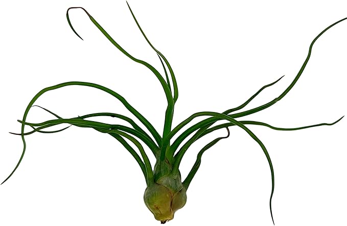 ragnaroc Air Plants - Flowering Tillandsia Bulbosa Guatemala, Large 3-5" - 1ct - Live Arrival Guaranteed - House Plants for Home Decor & Gift