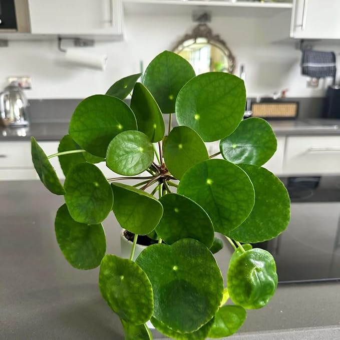 Money Plant Live, Pilea Peperomioides Plant Live, Houseplant, Money Plants for Home and Office Decoration, 2.5 Inches Pot