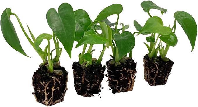 ragnaroc Monstera Deliciosa 2-4" 2ct – Live Plant for Indoor Outdoor Use, Garden & Landscaping – Live Arrival Guaranteed