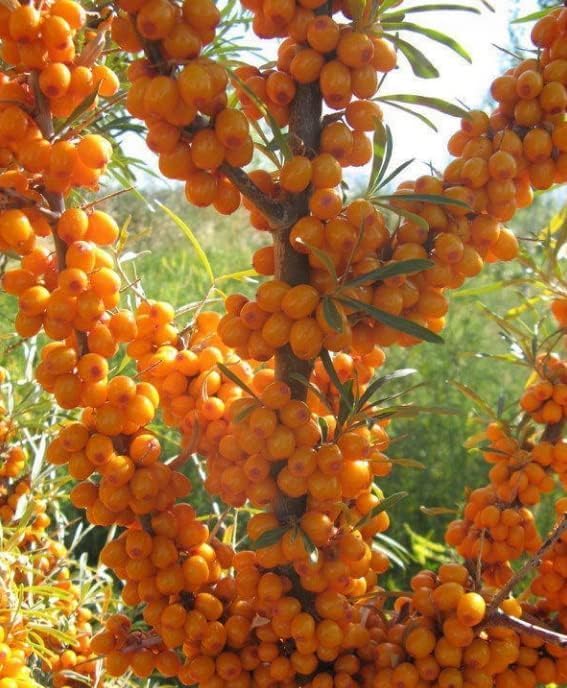 Seaberry Tree Plant, Sea Buckthorn Tree, 1-2 Ft Male or Female tress (This Plant Need a Male Tree for pollination) (Male)