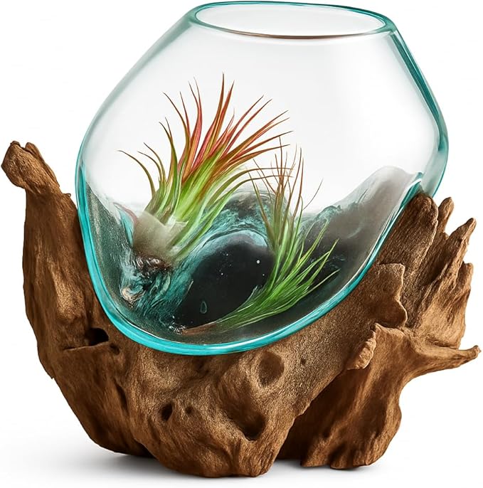 OMA Molten Glass on Driftwood – Hand-Blown Melted Glass Vase, Terrarium, or Planter for Coastal & Boho Home Décor (6"–7" High)