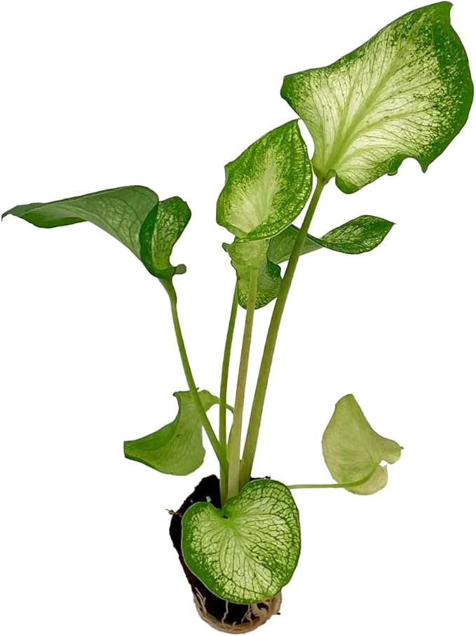 ragnaroc Caladium ‘White Butterfly’ 2-4" (Caladium Bicolor) 4ct – Live Plant for Indoor Outdoor Use, Garden & Landscaping – Live Arrival Guaranteed