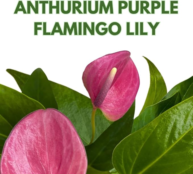 BubbleBlooms Anthurium Purple, 4 inch