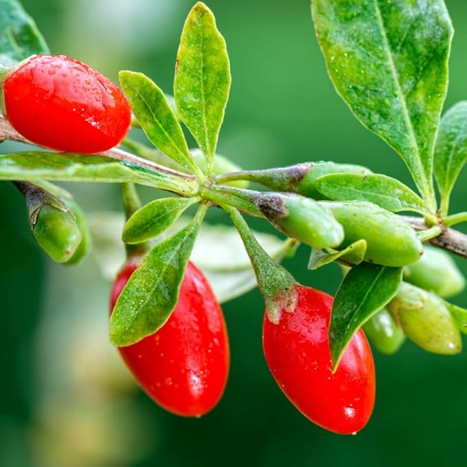 3 Red Goji Berry Trees Live Plant, Goji Berry Plant Live for Growing from 6-9 Inches Tall, Goji Berry Fruit Tree Plant Ready to Grow