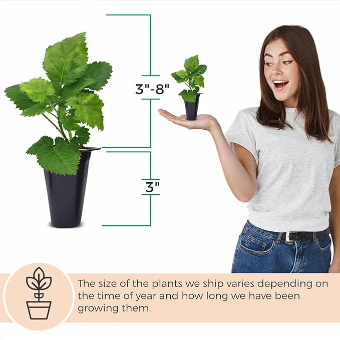 Blackberry Plant Collection (4 Pack) Live Fruit Plants for Planting | 4 Different Varieties for a Continuous Harvest | Thornless & Thorny Mix| Large, Sweet & Juicy Berries |Perfect for Organic Gardens