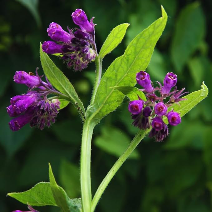 15 Comfrey Roots Plants Live, Comfrey Rhizomes Root for Planting, Herb Plant Garden, High Yields