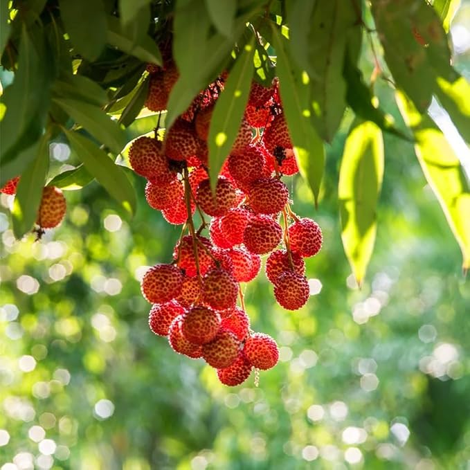 15+ Tropical Fruit Litchi Seed for Planting Outdoors-Fresh Organic Lychee Seed Non-GMO Heirloom for Home Outdoor Garden