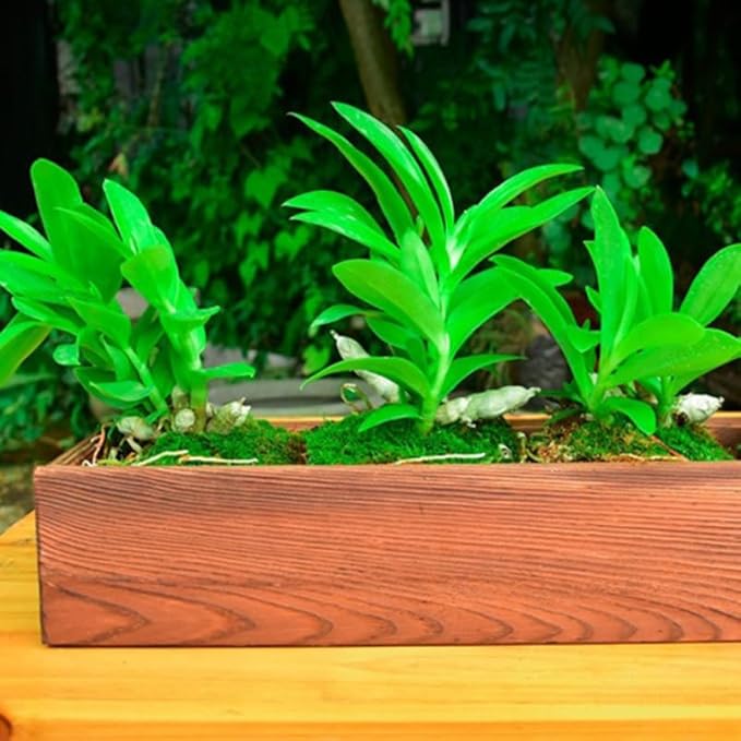 Rustic Wooden Flower Planter Box 11.81 Inch Anti-Rotten Cedar Wood Window Box for Gardening Balcony Patio Outdoor Use