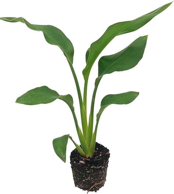 Live Orange Birds of Paradise Plant - ‘Orange Birds of Paradise’ Strelitzia Reginae - ragnaroc Tropical Plant 6-10” Tall - 4ct - Live Arrival Guaranteed - House Plants for Home Decor & Gift