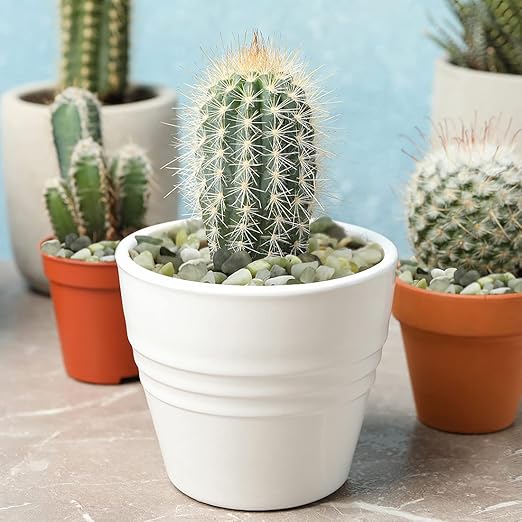YISZM 5LB Succulent and Cactus Jade Pebbles, 3/8 Inch Natural Decorative Polished Stones, River Rocks for Indoor Plants, Vases, Planters and Outdoor Gardening