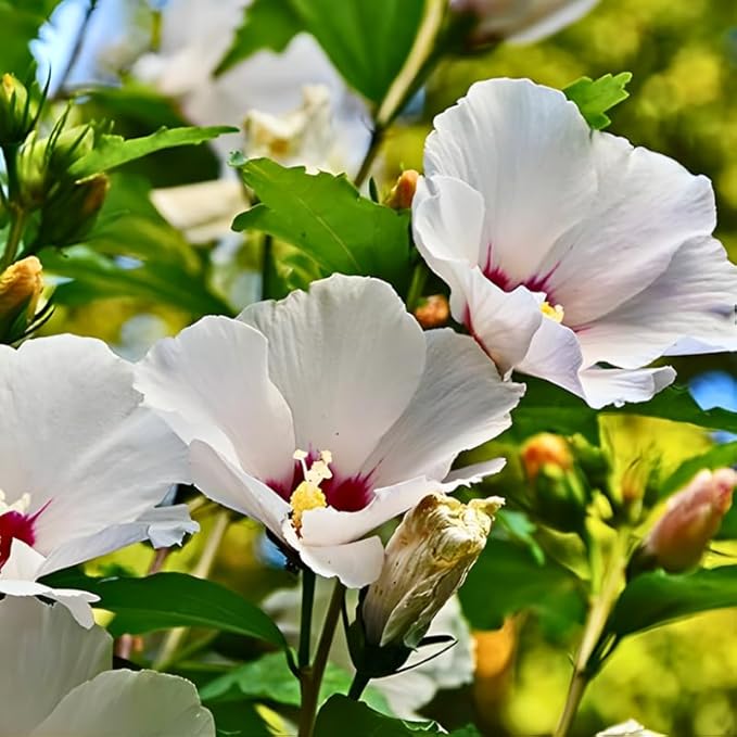 2 Red Heart Althea Rose of Sharon Live Plant | 12–18 Inch Tall | White Hibiscus Plant Featuring Red Center Flowers | Hardy Outdoor Flowering Shrub for Garden, Yard & Landscape Planting