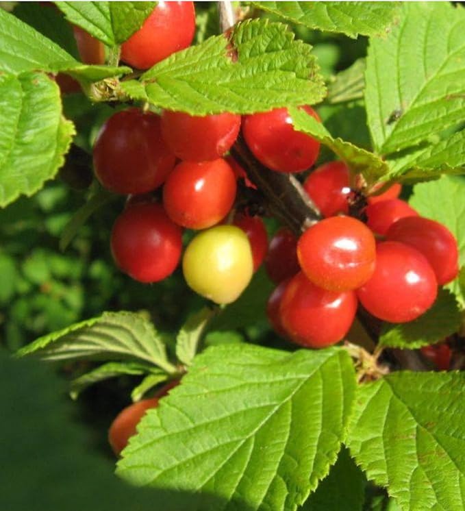 8-16” Tall Nanking Red Bush Cherry 1 Year Old Plant Prunus Tomentosa Cheropugy
