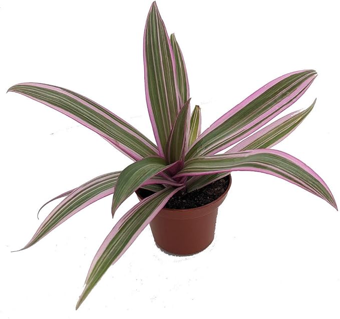 Tricolor Moses in The Cradle Plant -Rhoeo spathacea Tricolor - 2.5" Pot