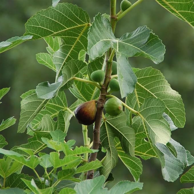 Celeste Fig Plant (4 Pack) | Live Fruit Plant for Planting | Sweet & Juicy Figs for Fresh Eating & Drying | Cold-Hardy & High-Yielding Tree | Perfect for Organic Gardens & Sustainable Living