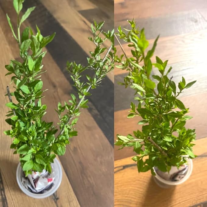 2 Red Goji Berry Trees Live Bareroot 8 to 12 Inc Height for Planting Ornaments Perennial Garden Simple to Grow Pots, Sweet Berry Fruits