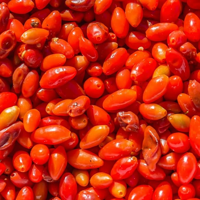 Red Goji Berry Plants Live, Goji Berry Tree Live Plant, 4 Inc Potted, Sweet Fruit Tree Gardening Outdoor