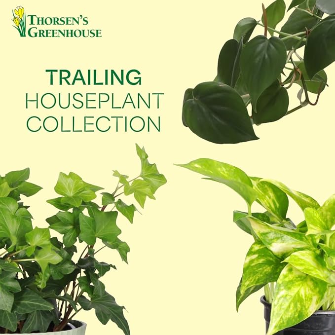 Thorsen's Greenhouse Live Trailing Houseplants (4 Pack), Vining Growth, Easy to Grow Indoor Plants, Grower's Choice Bundle, 4-inch Diameter Established Plants (Sage (4-Pack))