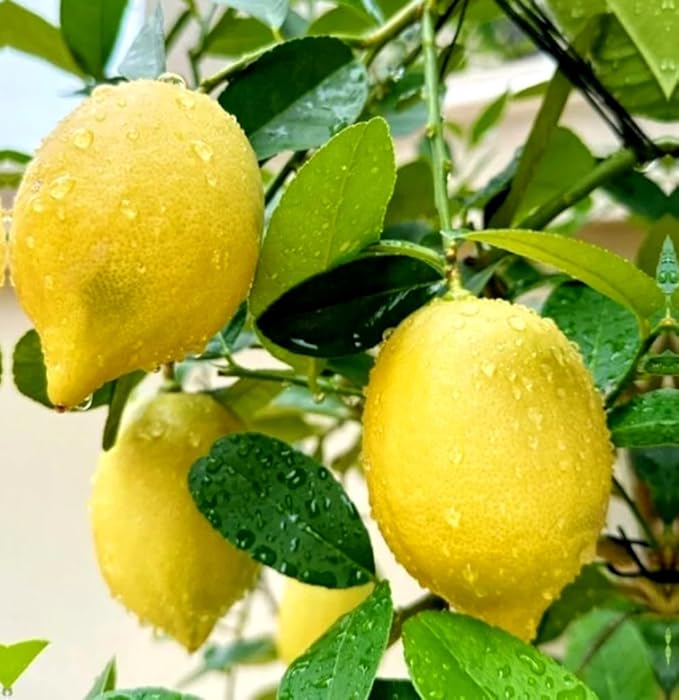 30PCS Meyer Lemon Seeds Delicious Fruit Citrus Fruit Garden Tree Seeds Heirloom