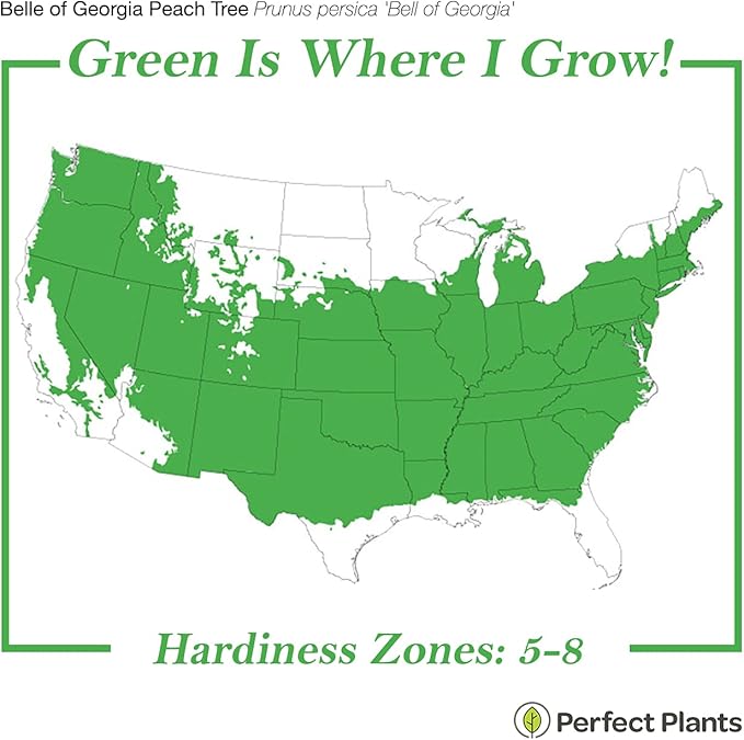 Perfect Plants Belle of Georgia White Peach Tree 4-5ft. Tall | Large Fruit | Heavy Producer | Self Fertile