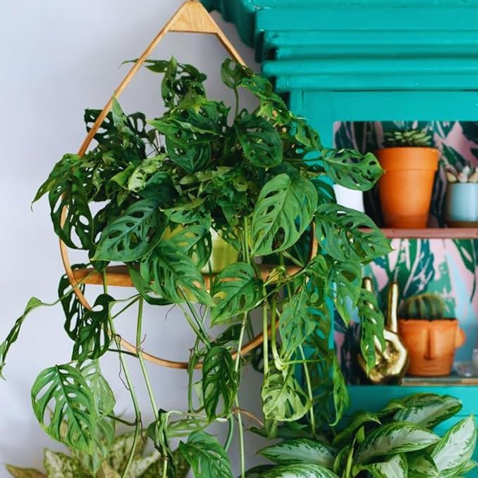 2 Monstera Plants Live Indoors, Swiss Cheese Plants Live for Gardening, Between 5 Inc and 7 Inc in Height, Live Monstera Plant