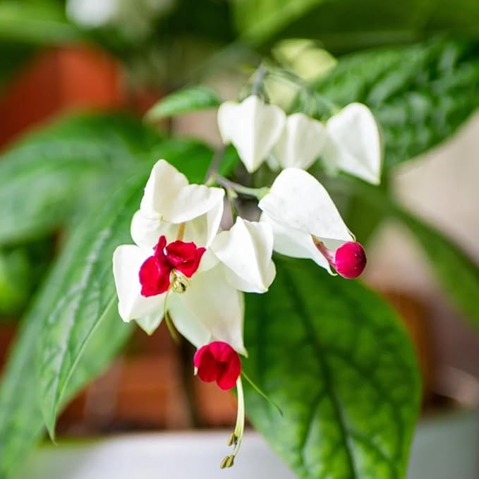 2 White Bleeding Heart Plants Live, Clerodendrum Perennial Shade Flower Plants, 4-6 Inch Tall Well-Rooted