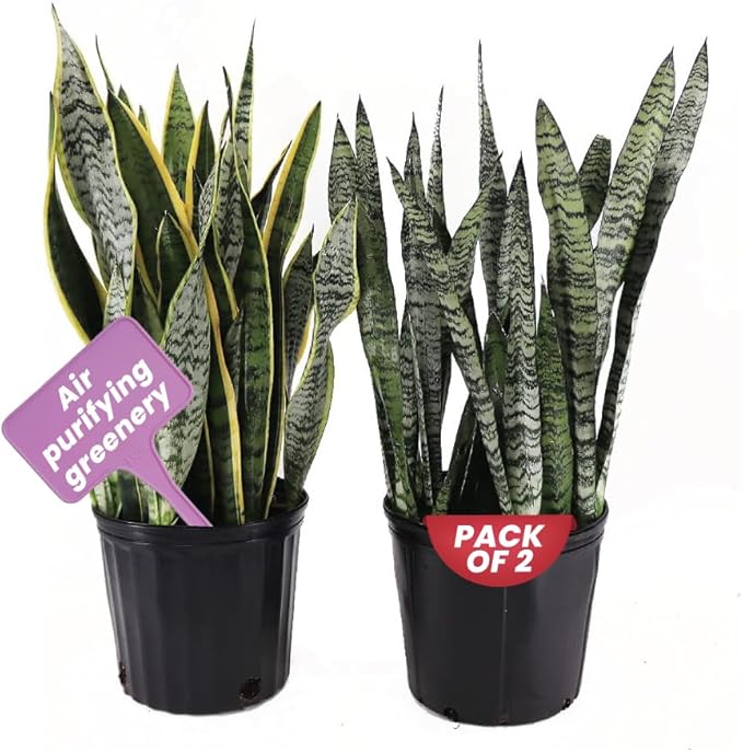 American Plant Exchange Snake Plant Bundle – Large 10-Inch Pots Sansevieria Laurentii & Zeylanica, 2-3ft Tall, Low-Maintenance, Air-Purifying Live Houseplants for Home, Office, or Outdoor Patio Décor