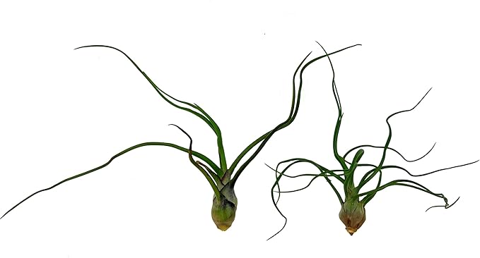 ragnaroc Air Plants - Flowering Tillandsia Bulbosa Guatemala, Large 3-5" - 2ct - Live Arrival Guaranteed - House Plants for Home Decor & Gift