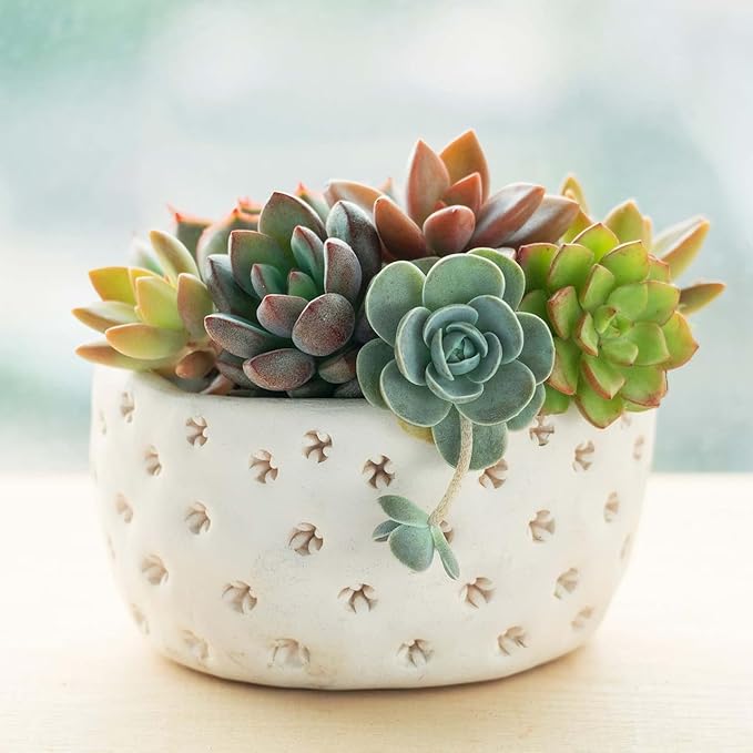 Mountain Crest Gardens Ultimate Succulent Variety Pack - 12 Unique Live Plants, Many Types, Rooted in 2 inch Pots - Indoor/Outdoor Real Succulents for Garden Decor, Favors, DIY Arrangements