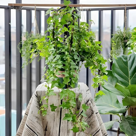 Gold Child Ivy Indoor Plant in 4 Inch Pot | Fast-Growing Live English Ivy Plant for Indoor Décor | Classic Gold Child English Ivy Houseplant for Hanging Pots & Indoor Landscaping