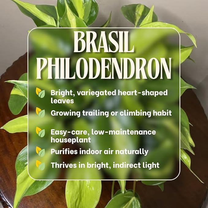 Stripe Philodendron, Fully Rooted Live Plant in 4-Inch Pot, Indoor Houseplant