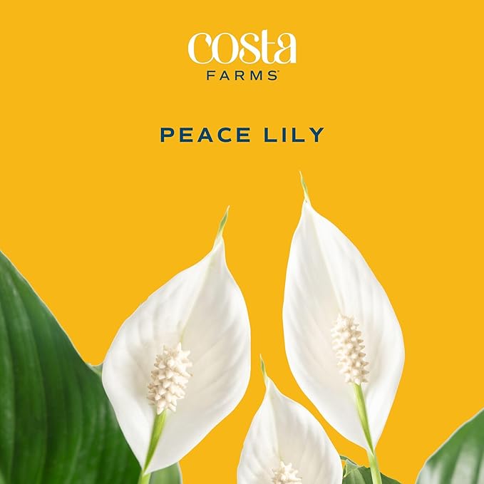 Costa Farms Spathiphyllum Peace Lily Live Indoor Plant, 3-Foot