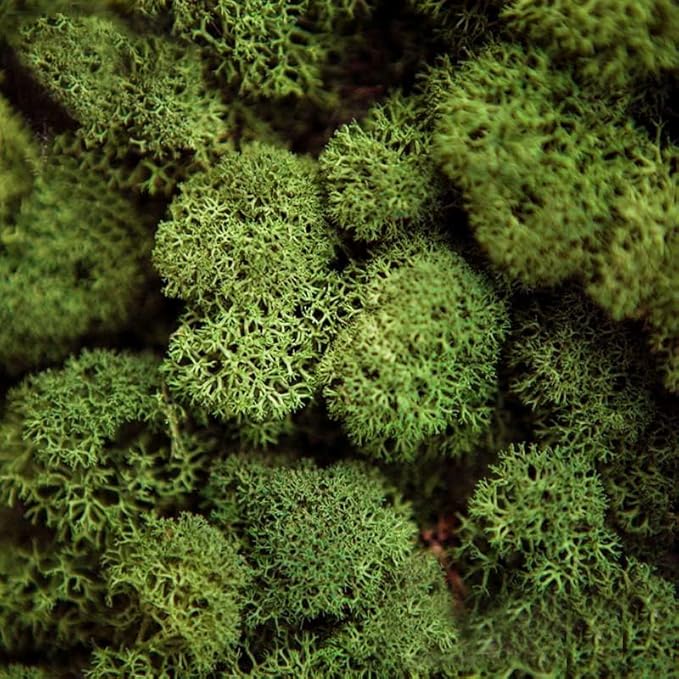 prefleur Preserved Reindeer Moss Natural Green DIY Kit Gardenning Art Wall Decor Florist Decor Easter Table Decor Wedding