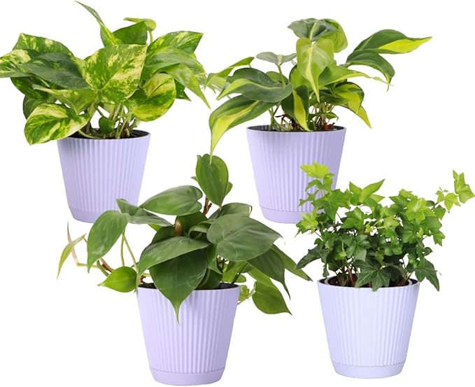 Thorsen's Greenhouse Live Trailing Houseplants (4 Pack), Vining Growth, Easy to Grow Indoor Plants, Grower's Choice Bundle, 4-inch Diameter Established Plants (Lavender (4-Pack))