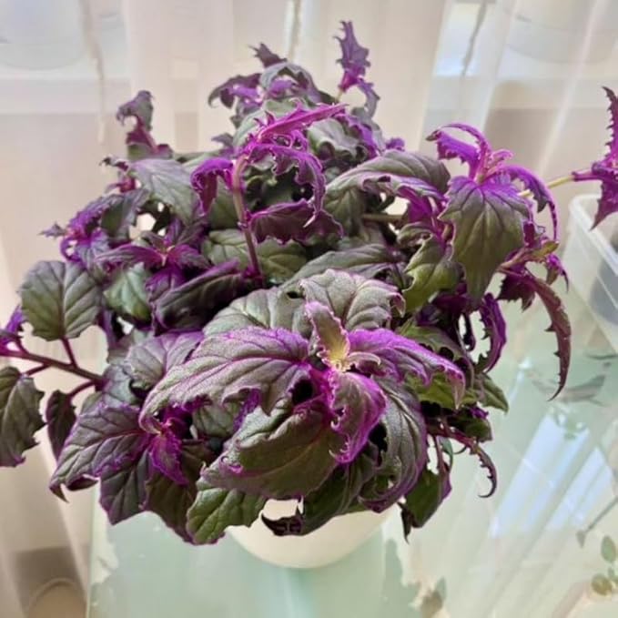 Purple Passion Plant Live Indoor Plant – 4 Inch Tall | Suitable for Home Décor & Gifts | Unique Purple Leaves, Beginner-Friendly & Compact Growth
