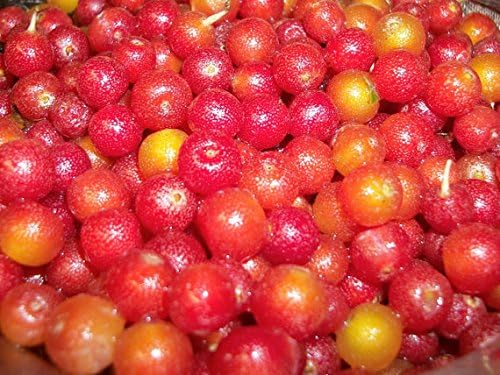 Autumn Olive - Elaeagnus umbellata - 20 Seeds