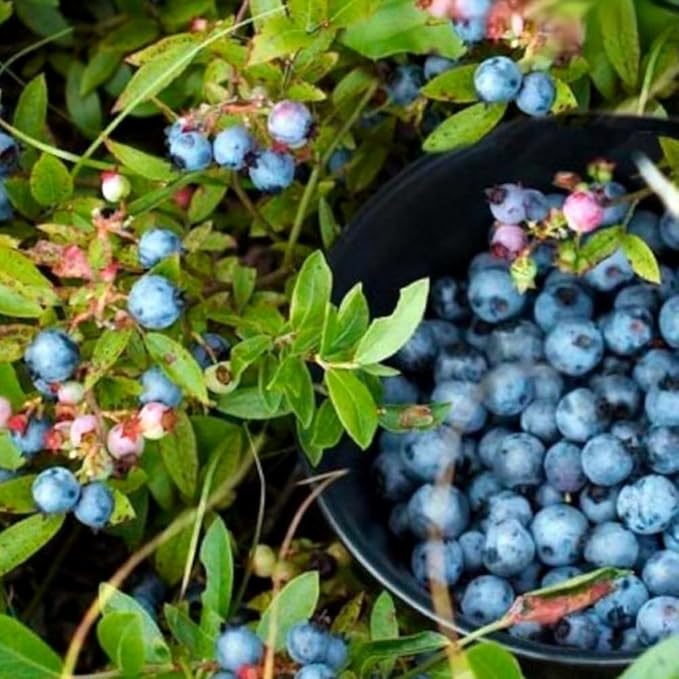 500+ Blueberries Seeds Organic-Heirloom Blueberry Seeds Non GMO Fruit Tree Seed-Dwarf Blue Berries Heirloom Berry Seed Easy to Grow for Planting Outdoors